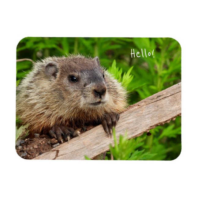 Cute Baby Groundhog/Woodchuck Magnet (Horisontell)