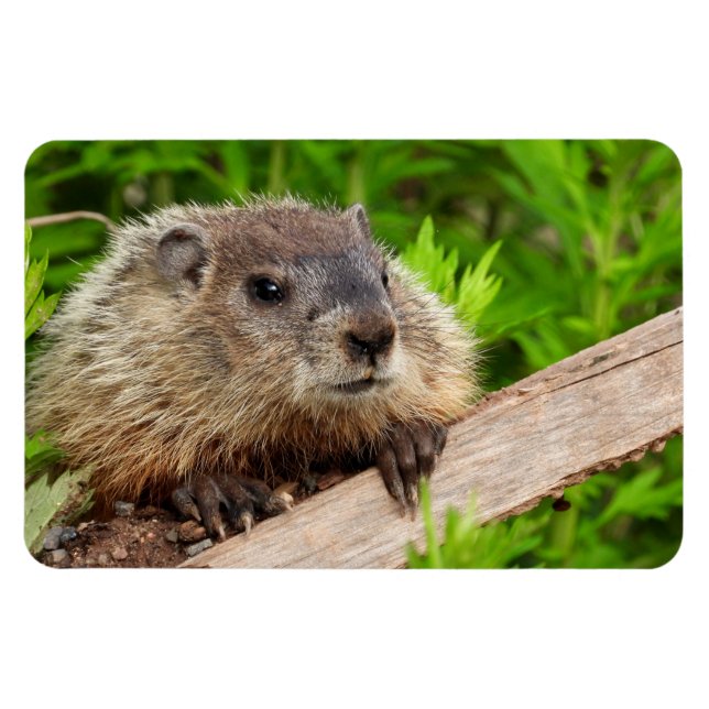 Cute Baby Groundhog/Woodchuck Magnet (Horisontell)