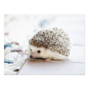 Cute Baby Hedgehog Animal Fototryck
