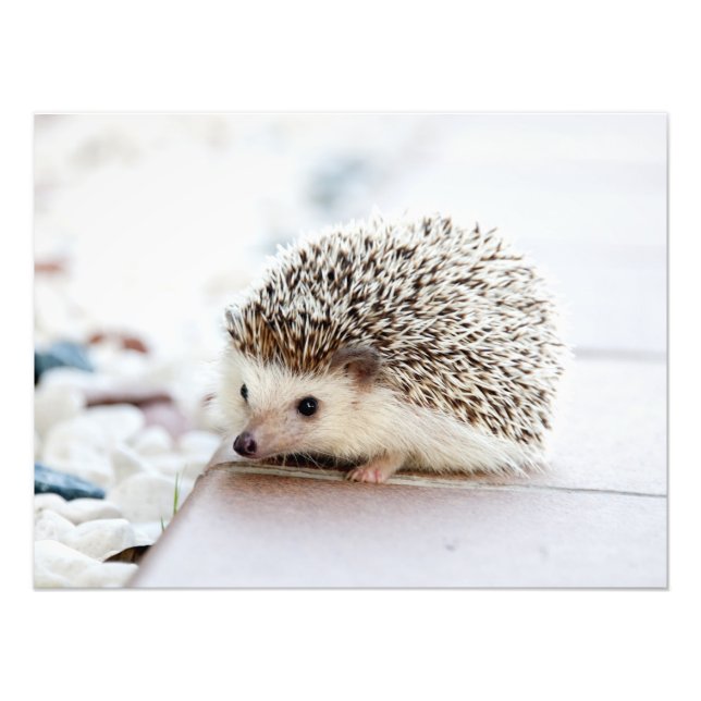 Cute Baby Hedgehog Animal Fototryck (Framsidan)