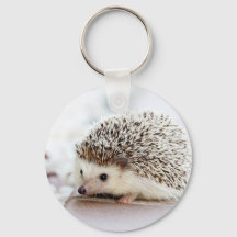 Cute Baby Hedgehog Animal