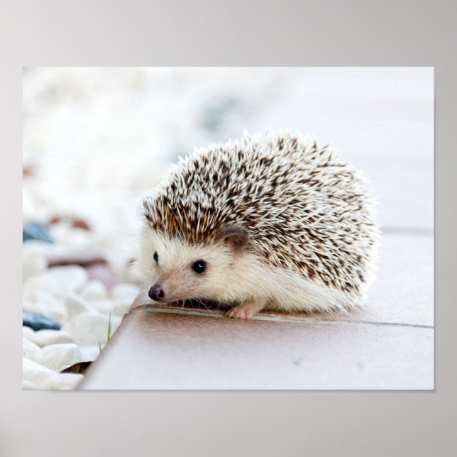 Cute Baby Hedgehog Animal Poster (Framsidan)