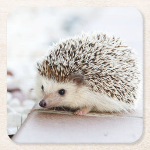 Cute Baby Hedgehog Animal Underlägg Papper Kvadrat