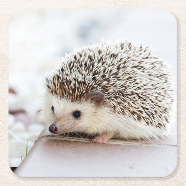 Cute Baby Hedgehog Animal Underlägg Papper Kvadrat (Framsidan)
