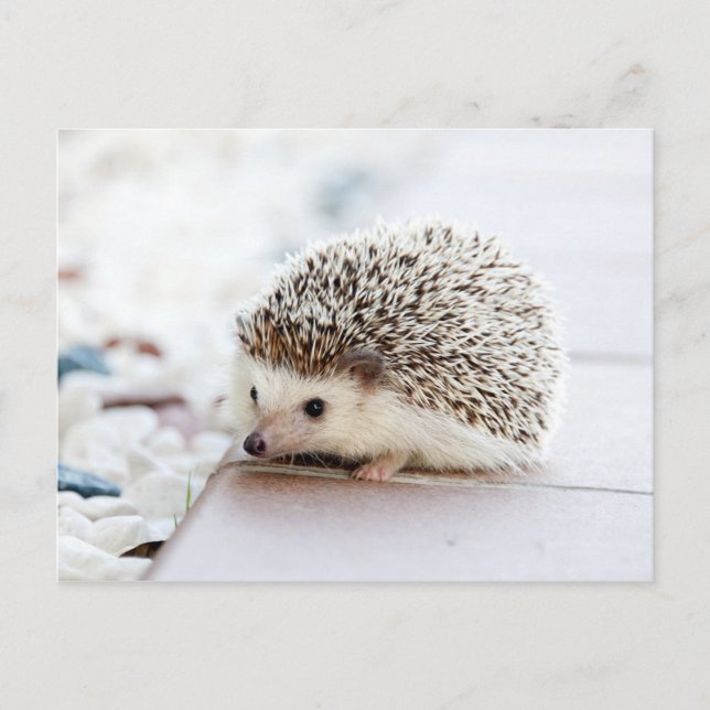 Cute Baby Hedgehog Animal Vykort (Framsida)