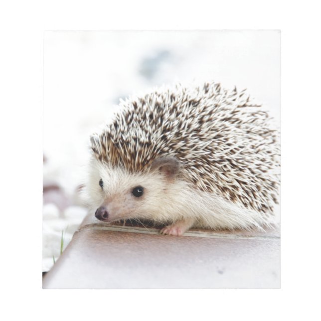 Cute Baby Hedgehog Anteckningsblock (Framsida)