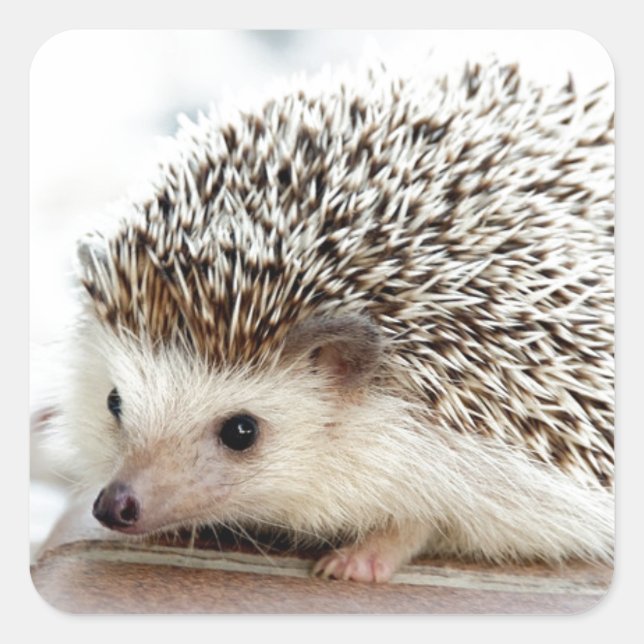 Cute Baby Hedgehog Fyrkantigt Klistermärke (Framsida)