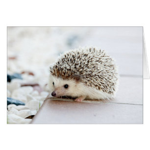 Cute Baby Hedgehog Hälsningskort