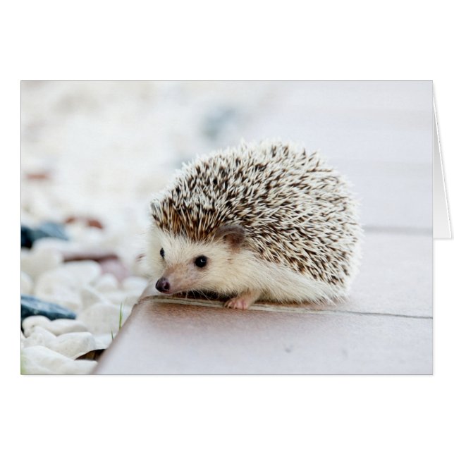 Cute Baby Hedgehog Hälsningskort (Framsidan Horizontal)