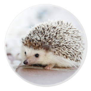 Cute Baby Hedgehog Knopp