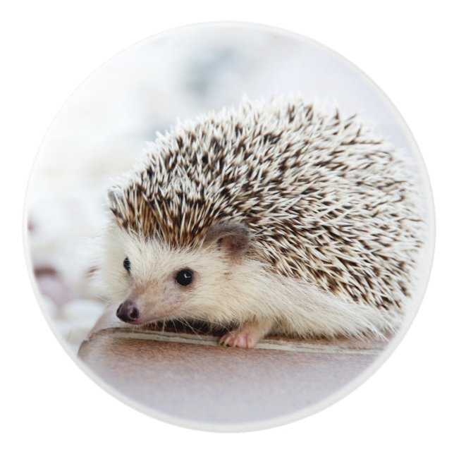 Cute Baby Hedgehog Knopp (Framsidan)