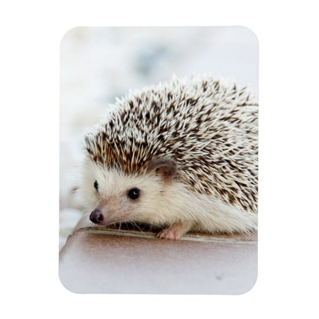Cute Baby Hedgehog Magnet (Vertikal)