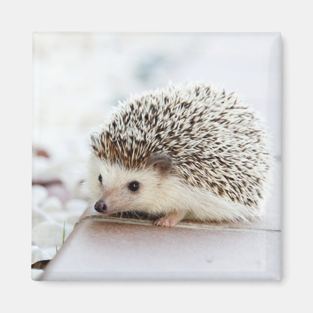 Cute Baby Hedgehog Magnet (Framsidan)