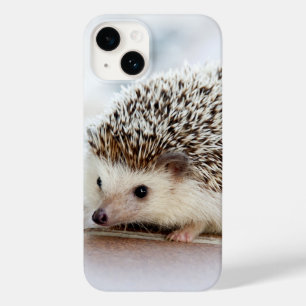Cute Baby Hedgehog Photo