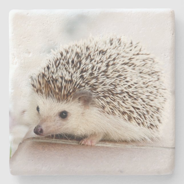 Cute Baby Hedgehog Photo Stenunderlägg (Framsidan)