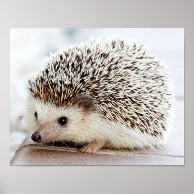 Cute Baby Hedgehog Poster (Framsidan)