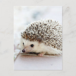 Cute Baby Hedgehog Vykort