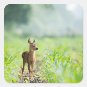 Cute Baby Hjort Fawn in Grass Nature Photographic Fyrkantigt Klistermärke