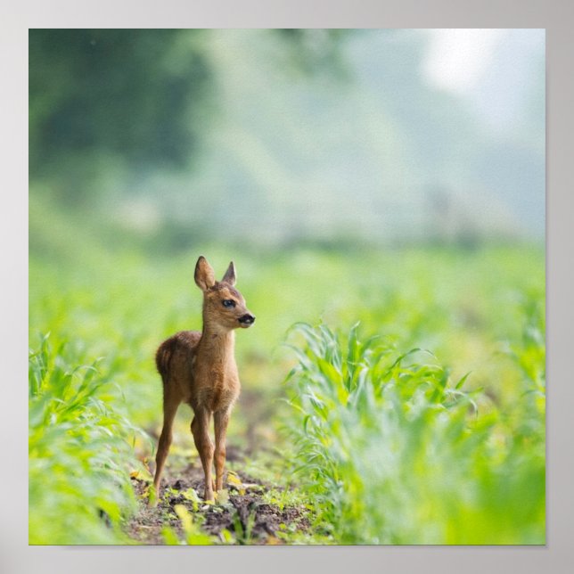 Cute Baby Hjort Fawn in Grass Nature Photographic Poster (Framsidan)