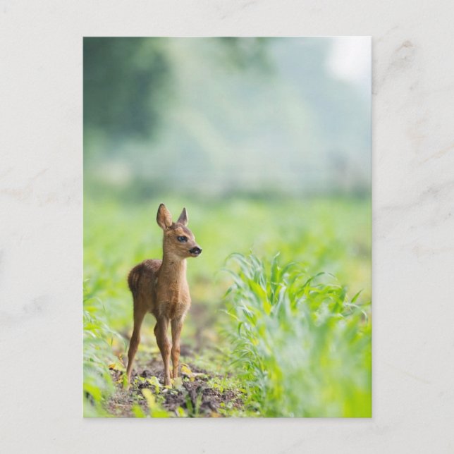 Cute Baby Hjort Fawn in Grass Nature Photographic Vykort (Framsida)