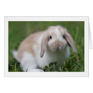 Cute Baby Holland Lop Rabbit - Baby djur Hälsningskort