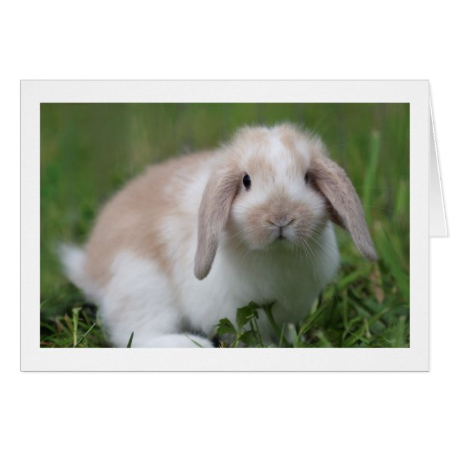 Cute Baby Holland Lop Rabbit - Baby djur Hälsningskort (Framsidan Horizontal)