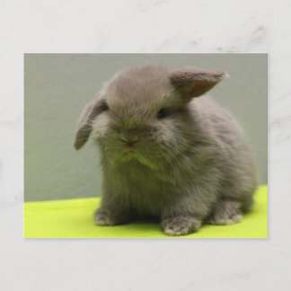 Cute Baby Holland Lop Vykort