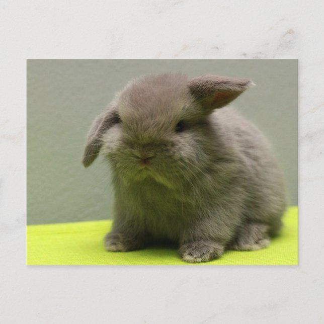 Cute Baby Holland Lop Vykort (Framsida)