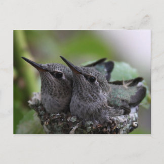 Cute Baby Hummingbirds Photo Postcard Vykort