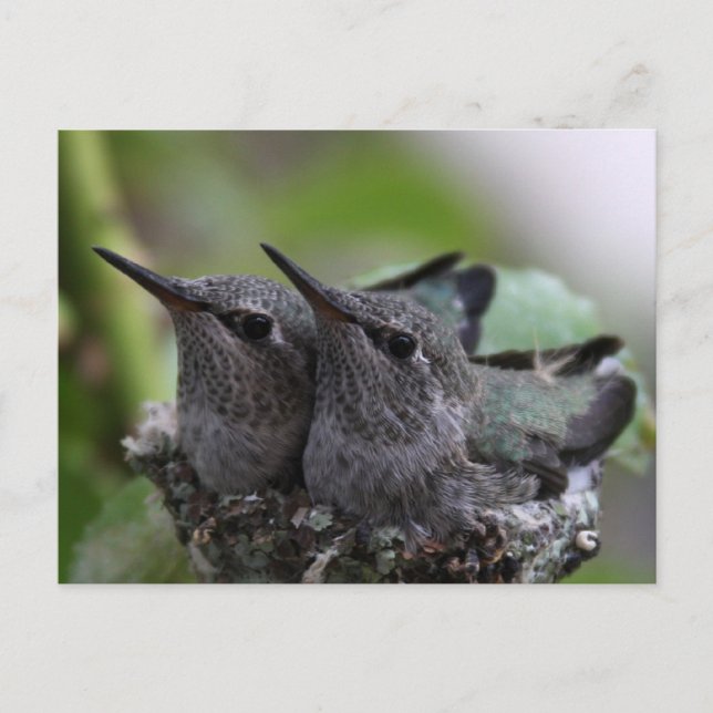 Cute Baby Hummingbirds Photo Postcard Vykort (Framsida)