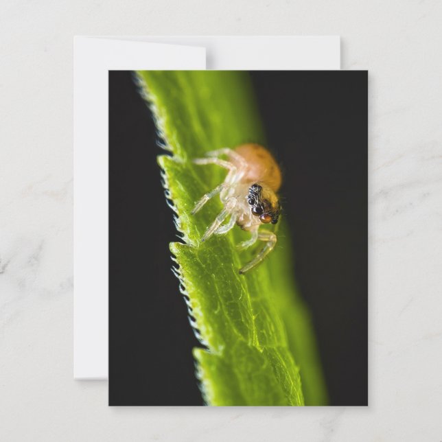 Cute Baby Jumping Spider - Salticid (Framsida)