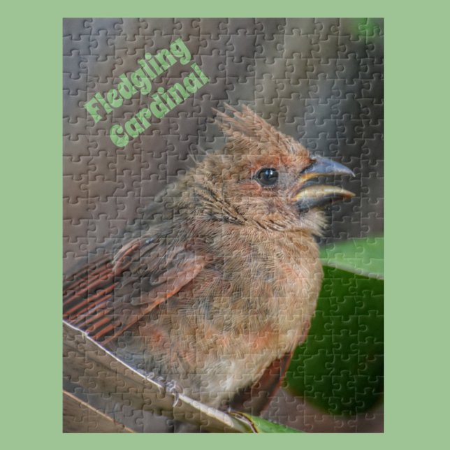 Cute Baby kardinal Bird Fotographic Nature Pussel (Skapare uppladdad)