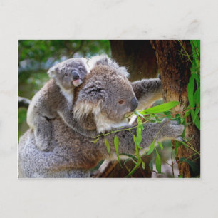 Cute baby koala björn med mamma i träd vykort