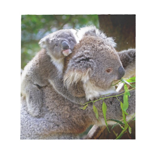 Cute baby koala har mamma i träd anteckningsblock (Framsida)