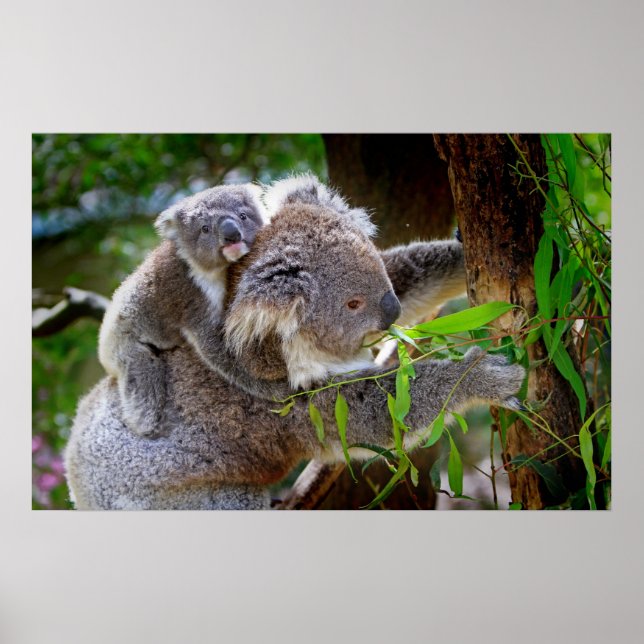 Cute baby koala har mamma i träd poster (Framsidan)