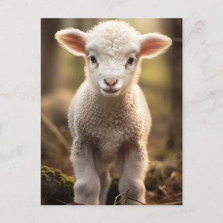 Cute Baby Lamp Ewe - Funny Boskap Vykort