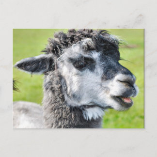 Cute Baby Llama Vykort