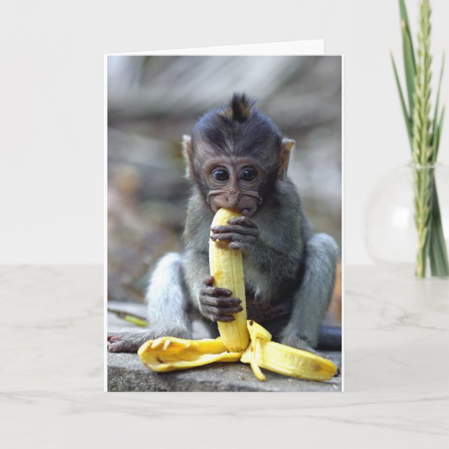 Cute baby makaque apa som njuter av banan kort (Framsida)