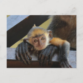 Cute Baby Monkey i Mamma Arm Photo från Borneo Vykort