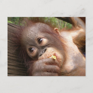 Cute Baby Orangutan Dreams of Mamma Vykort