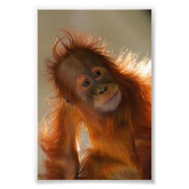 Cute Baby Orangutan Fototryck (Framsidan)