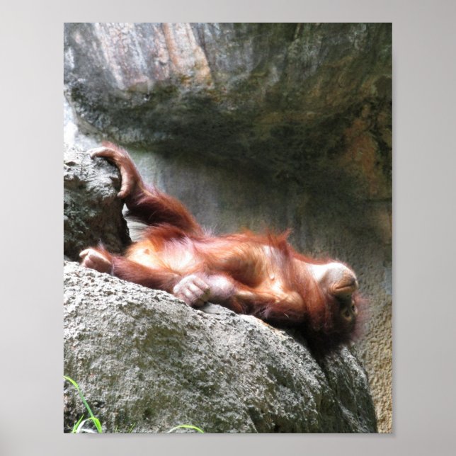 Cute Baby Orangutan Home Decor Poster (Framsidan)