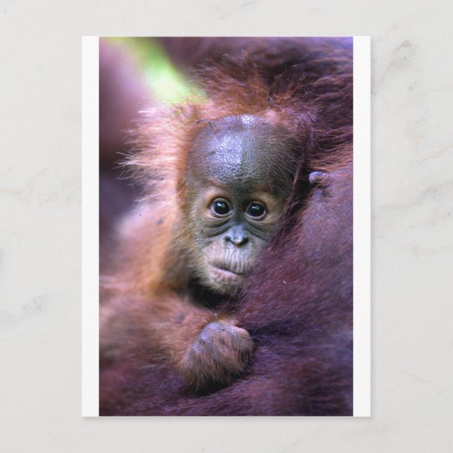 Cute baby orangutan i Sumatra Vykort (Framsida)