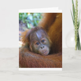 Cute baby Orangutan Kort