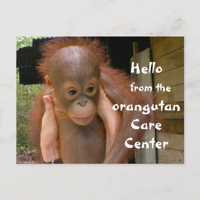 Cute Baby Orangutan Orphan Vykort (Framsida)