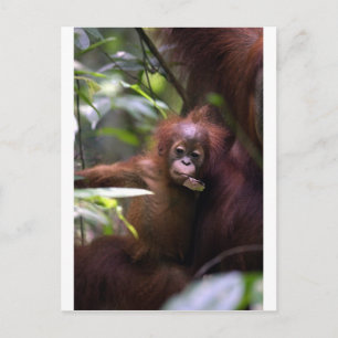 Cute baby orangutan Sumatra Vykort
