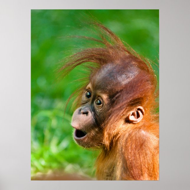 Cute baby orangutan tittar på  poster (Framsidan)