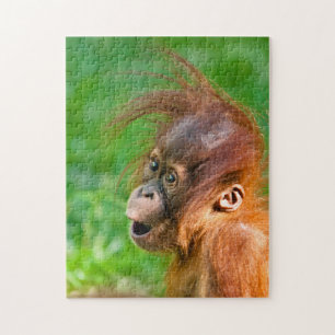 Cute baby orangutan tittar på pussel