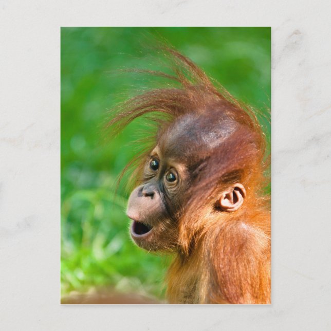 Cute baby orangutan tittar på  vykort (Framsida)