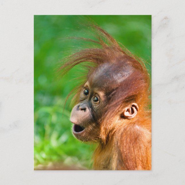 Cute baby orangutan tittar på  vykort (Framsida)